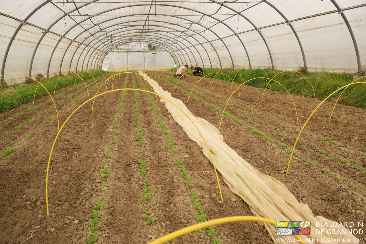 Désherbage manuel sur le rang de carotte.