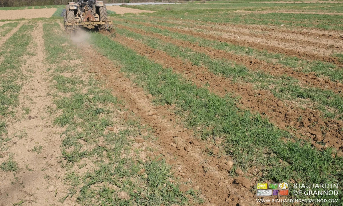 photo du carré en cours de binage des allées