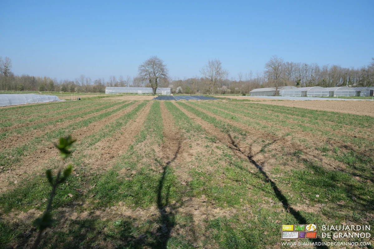 vue d'ensemble du carré avec l'ombre portée des grands arbres de la haie