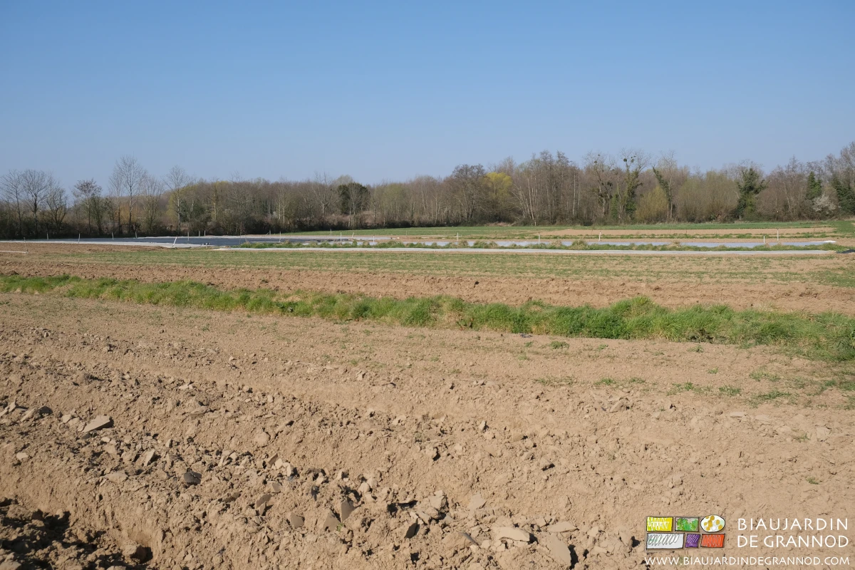 vue de plusieurs carrés préparés séparés par leurs bandes fleuries