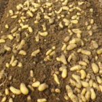 photo de pomme de terre soulevée pour écolte sur sa planche permanente