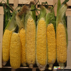 photo de maïs doux feuilles en partie enlevées et grains visibles