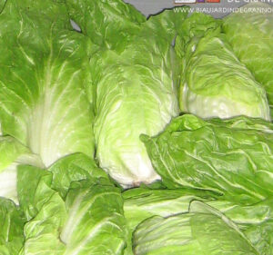 photo de pain de sucre en cours de blanchiment