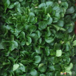 photo de mâche soigneusement récoltée et rangée en cagette prête pour livraison