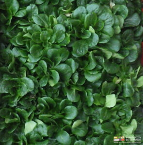 photo de mâche soigneusement récoltée et rangée en cagette prête pour livraison