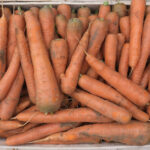 photo de carotte non lavée dans une cagette bois