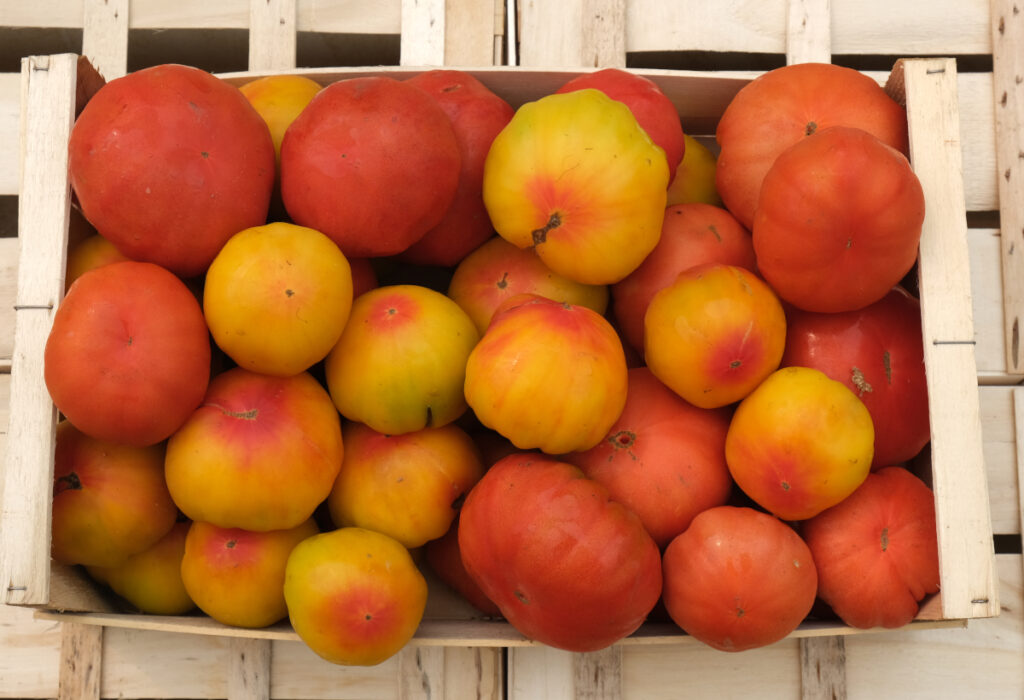 photo de tomates de forme et couleur variées