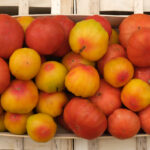 photo de tomates de forme et couleur variées