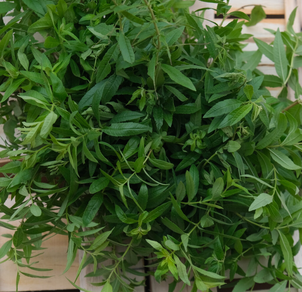 photo de bouquets de verveine sur une cagette bois