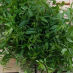 photo de bouquets de verveine sur une cagette bois