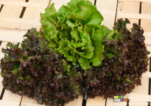 photo de variétés de batavias peu ou très brunes