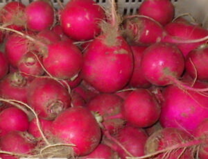 photo de radis d'hiver rond rouge