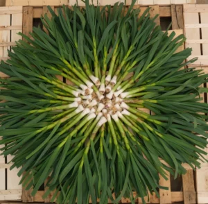 photo d'ail en vert présenté en soleil sur fond de cagettes bois