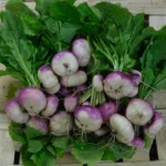 photo de bottes de navet violet en botte sur une caisse bois