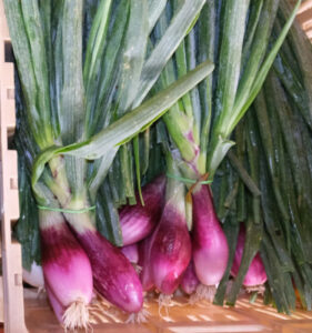 photo de botte d'oignon de Simiane bulbe violet vif feuillage vert foncé