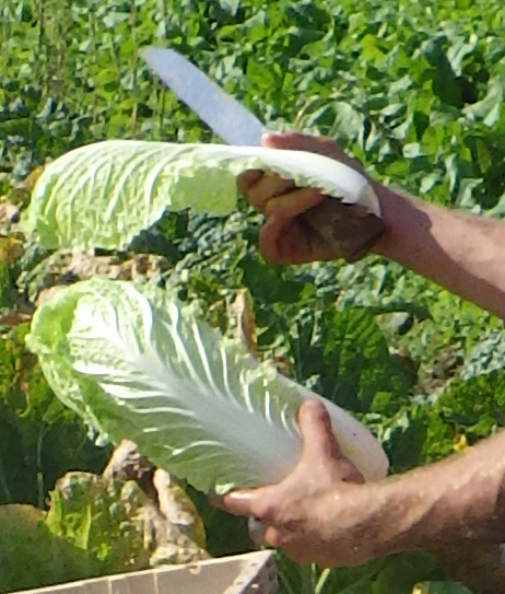 photo des mains de Matthieu parant un chou pé-tsaï au couteau