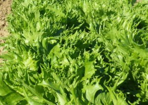 photo de laitue reine des glaces dentelée