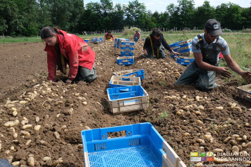 Récolte manuelle de la pomme de terre primeur de plein champ