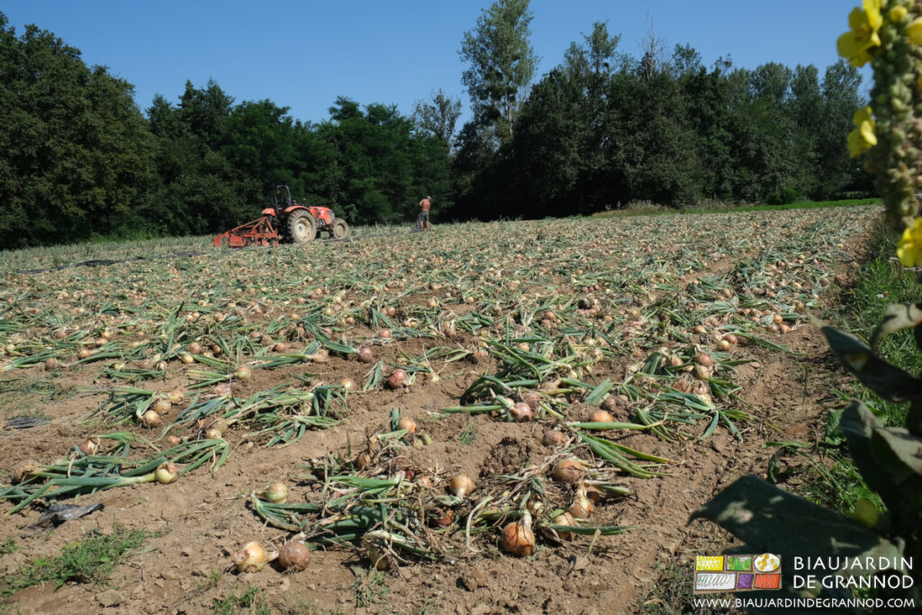 Belle récolte d’oignon Bio qui sèche au champ près d’une bande fleurie permanente pour auxiliaires