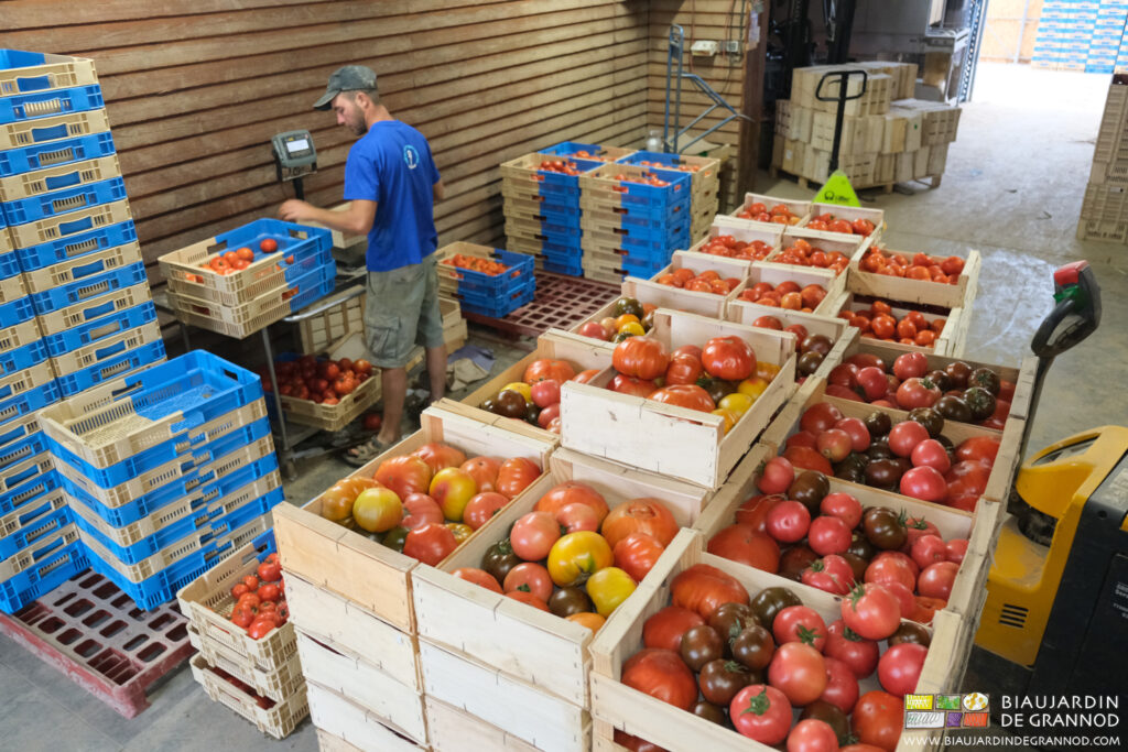 Grande diversité de tomate « coulis » pour commande groupée par notre coopérative Alterconso