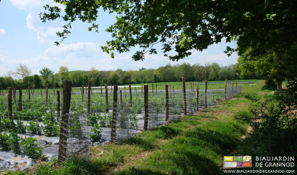 Photo d’ensemble du jardin au premier plan un des chênes et le carré de petit pois, ramé