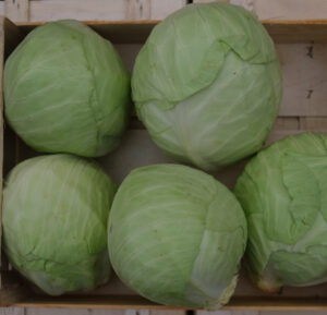 photo de chou cabus rangés en caisse bois