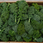 photo de chou vert non pommé dit chou kale récolté à la feuille en caisse bois