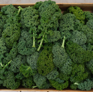 photo de chou vert non pommé dit chou kale récolté à la feuille en caisse bois