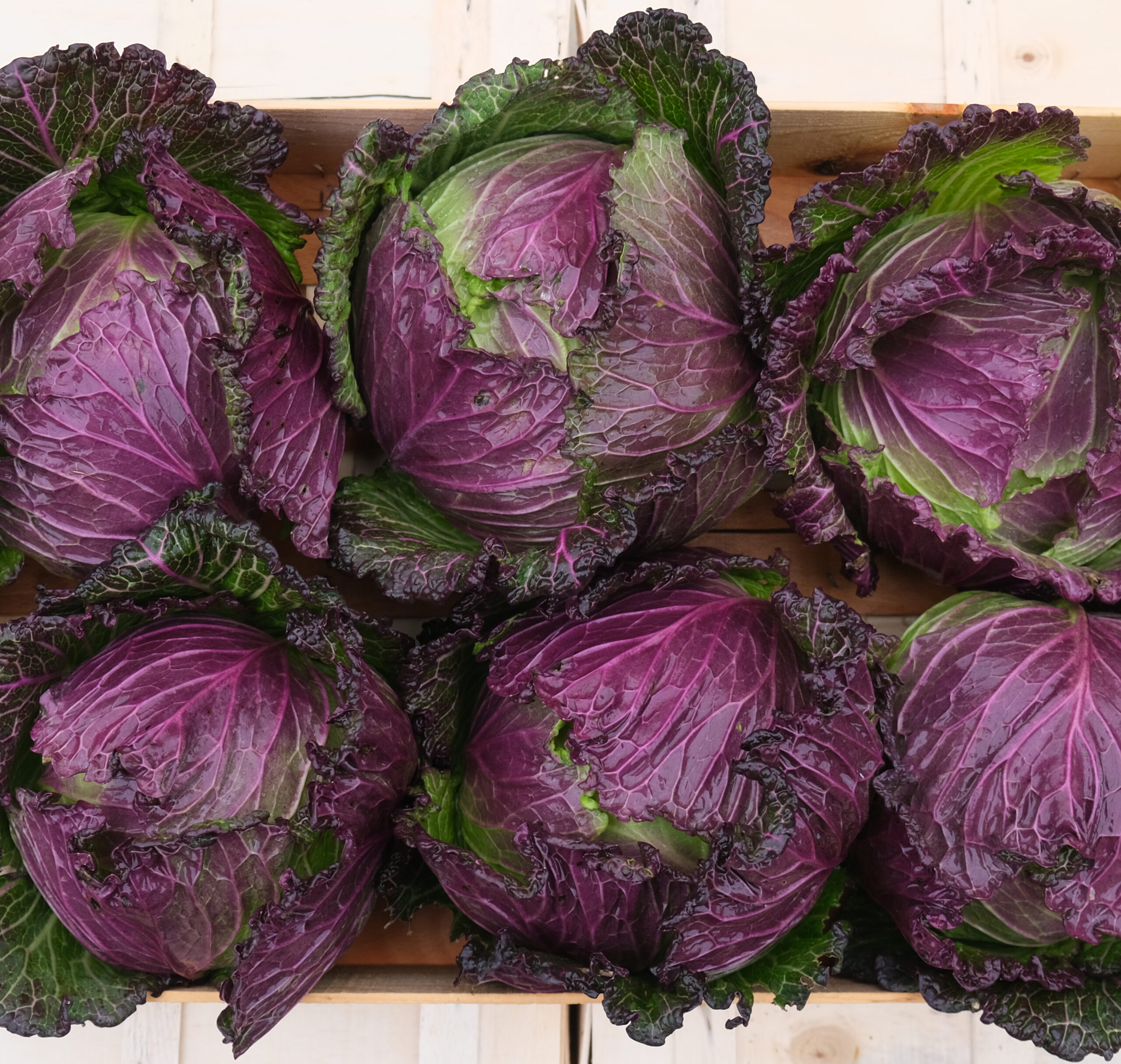 photo d'une caisse bois de chou milan avec ses feuilles vertes lavées de violet