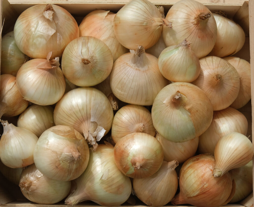 photo du jaune très clair de l'oignon de type cévenol