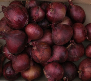 photo d'oignon rond rouge en cagette bois