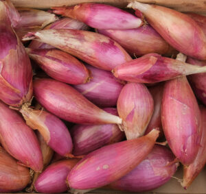 photo du rose violet intense de l'oignon de Simiane