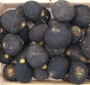 photo de radis noir rond en caisse bois