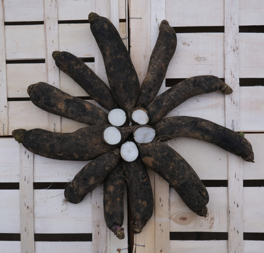photo de radis noirs longs non lavés disposés en étoile sur cagette bois