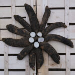 photo de radis noirs longs non lavés disposés en étoile sur cagette bois