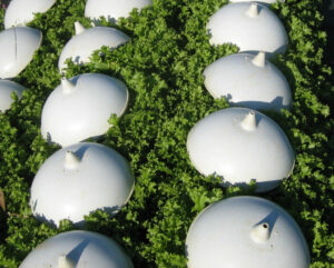 photo de chgicorée frisée au champ sous cloche individuelle pour blanchiment