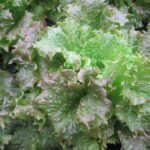 photo de Gloire du Dauphiné, délicieuse variété ancienne tendre et brune