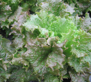 photo de Gloire du Dauphiné, délicieuse variété ancienne tendre et brune