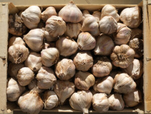 photo ensoleillée d'ail sec en caisse bois