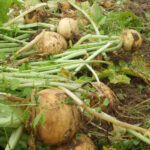 photo d enavet boule d'or en cours de récolte