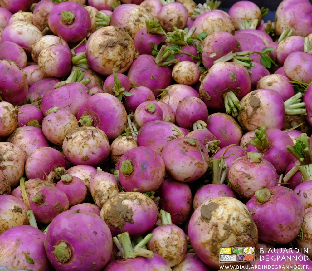 photo de navet violet récoltés en palox