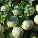 photo de chou rave vert rangé en cagette bois