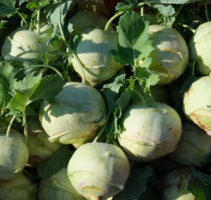 photo de chou rave vert rangé en cagette bois