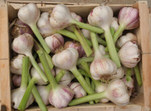 vue de cagette d'ail frais à peau blanche et mauve gardant un peu de sa tige verte