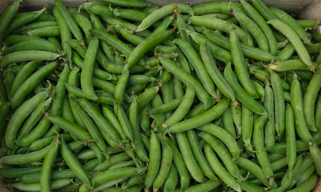 photo d'une cagette de petit pois bien vert