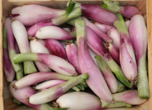 vue de cagette d'oignon de Simaiane pa naché de violet et de blanc, les tiges coupées