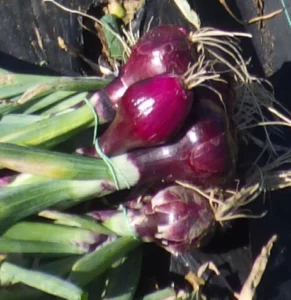 photo d'oignon rond rouge en botte