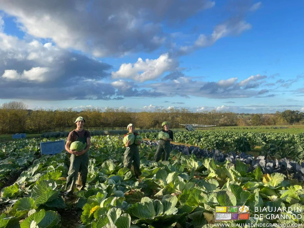 Photo de l’équipe 2021 qui récolte du chou cabu sous beau soleil avant grosse gelée annoncée
