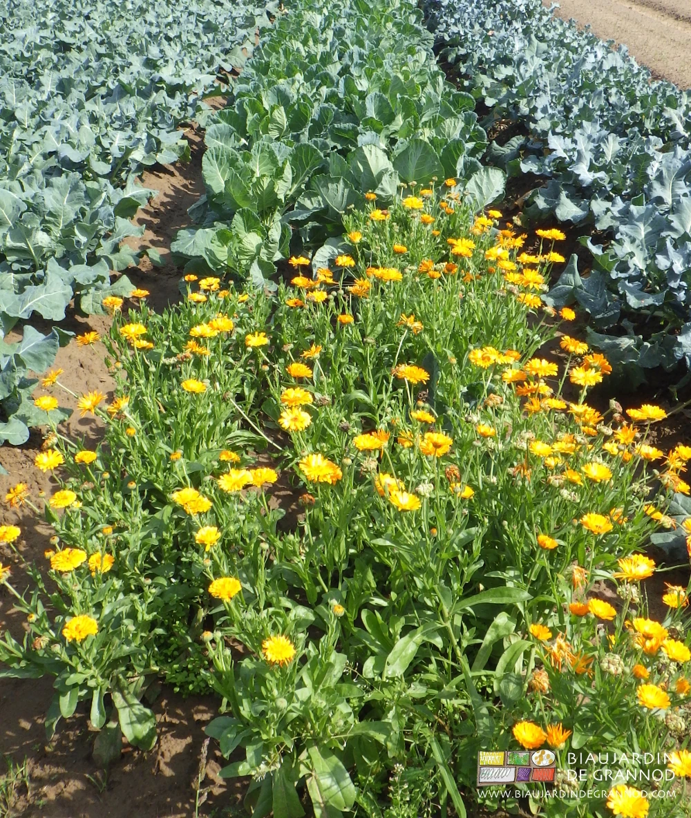 Photo de calendula pour héberger l’auxiliaire Macrolophus dans un carré de chou