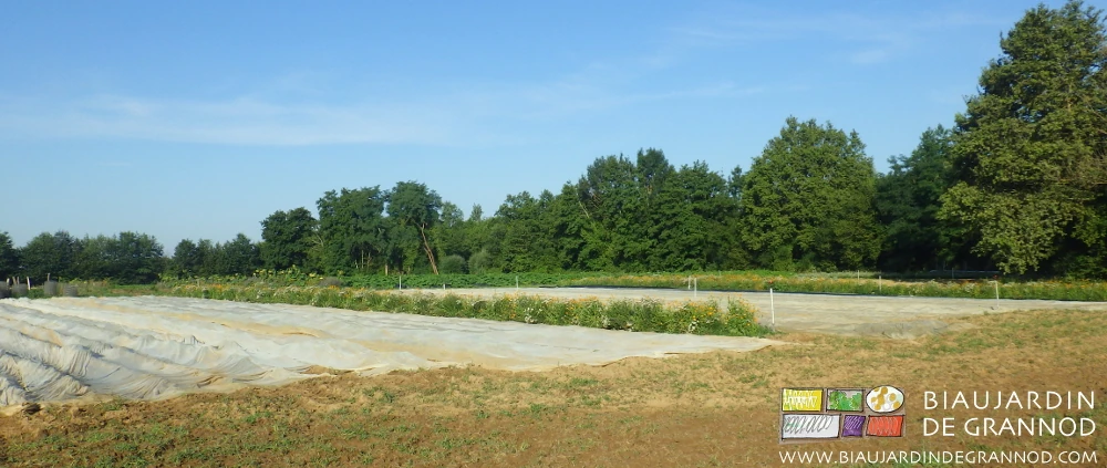 Photo du carré de chou récemment repiqués et protégés des insectes par un voile tissé adapté